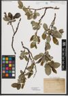 Foto von Salix appendiculata Vill.